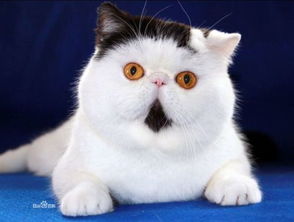 猫萌解说安卓系统,安卓系统的魅力与奥秘深度解析
